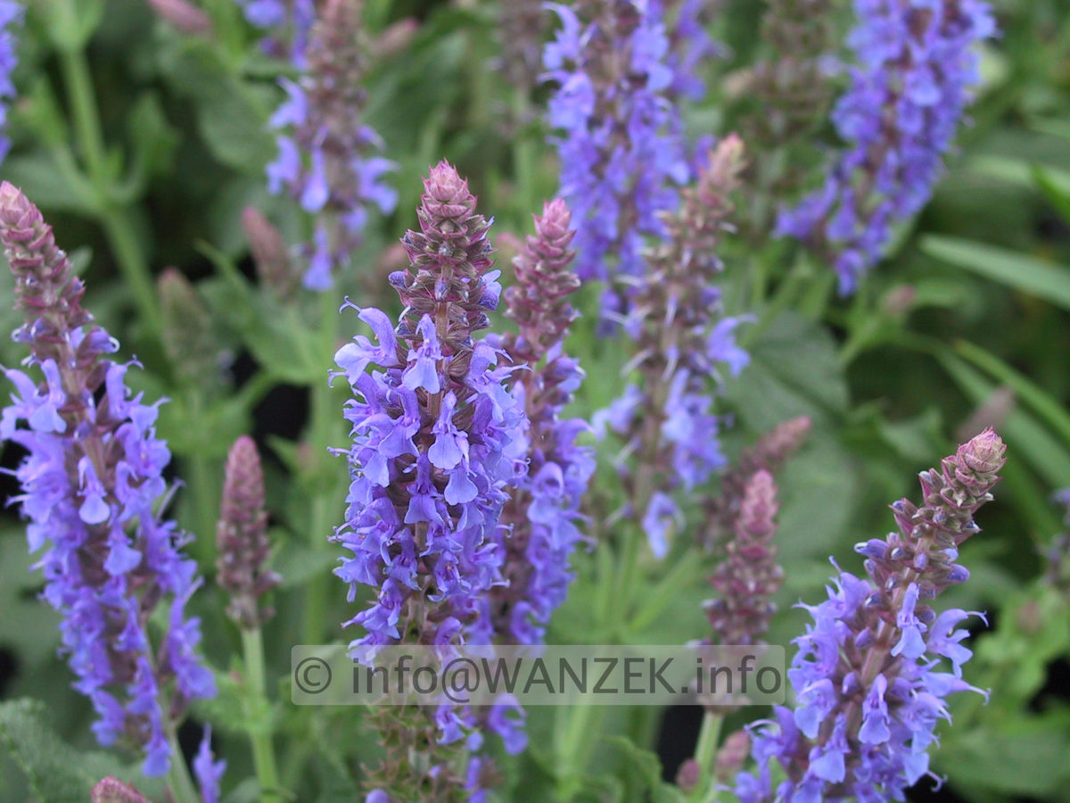 Salvia nemorosa Blauhuegel 03.JPG